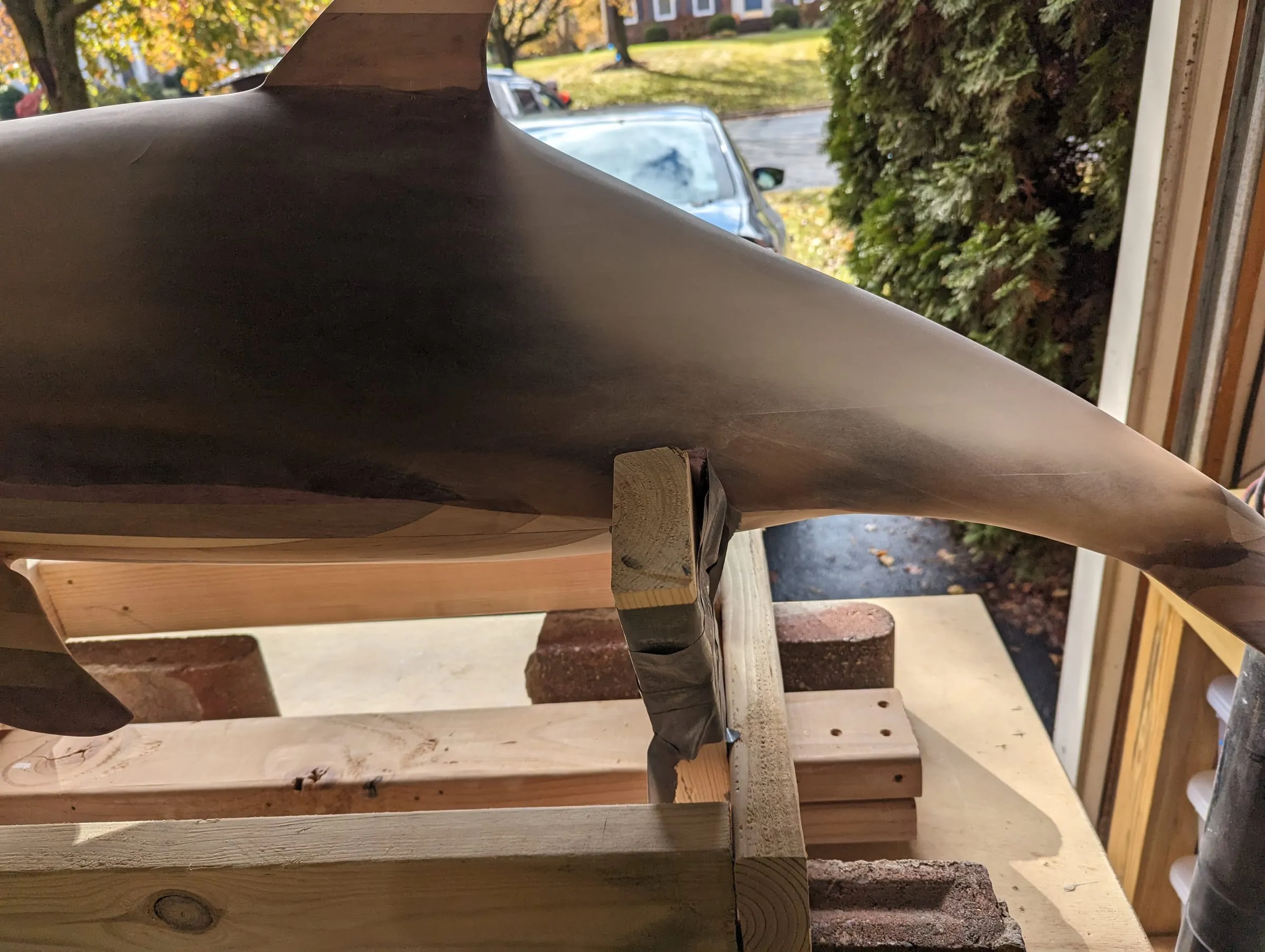 Elvis the Dolphin — Back and dorsal fin in natural light